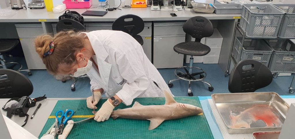 Rice-media-singaporeans-access-stem-cell-based-seafood-blackspot-shark
