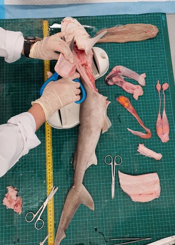 Rice-media-singaporeans-access-stem-cell-based-seafood-blackspot-shark-2