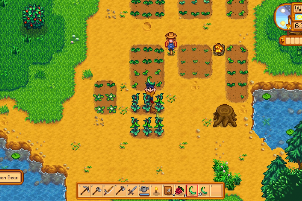 11 Harvesting green beans