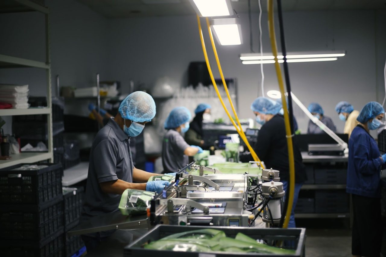 14 Sorting and packing of produce