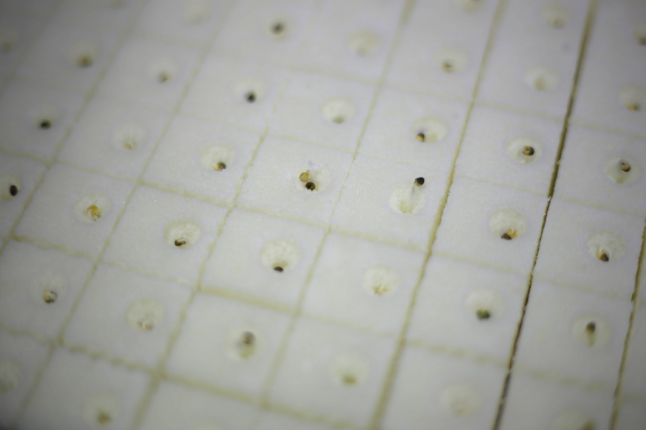 5 Seeds in foam cubes