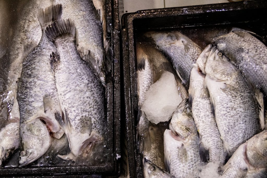 Fish farm-27