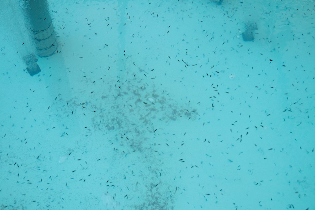 Fish farm-47