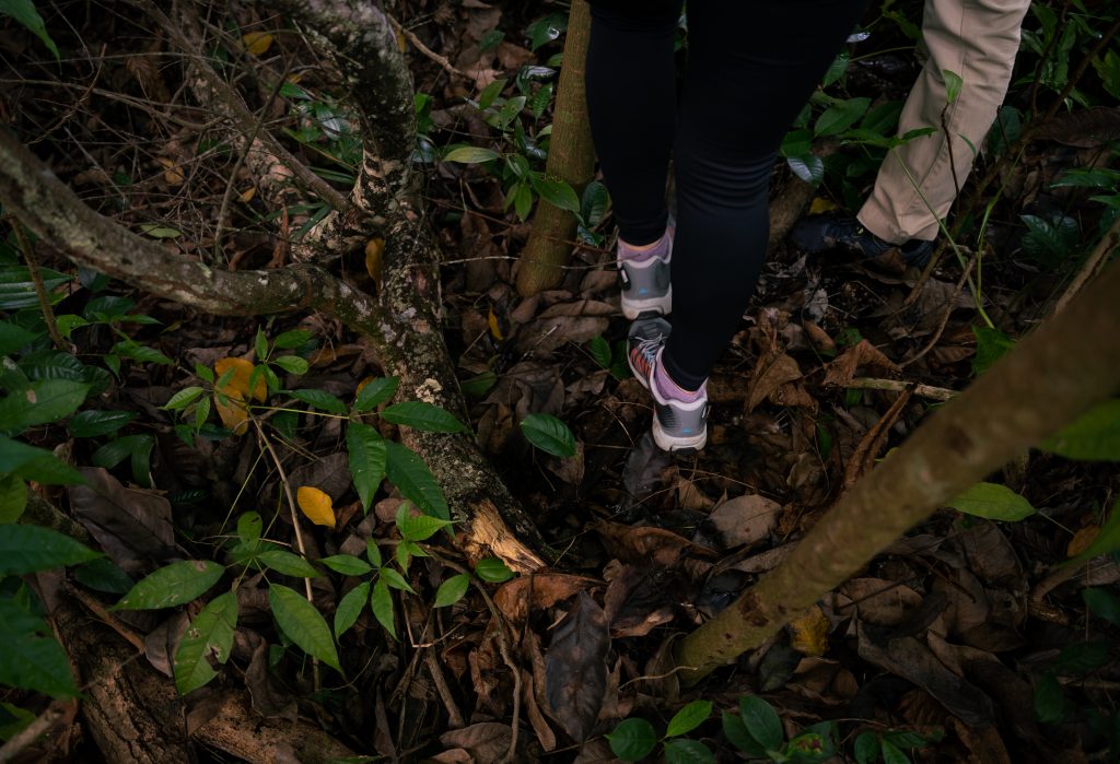 Rice_Media_Dover_Forest_005