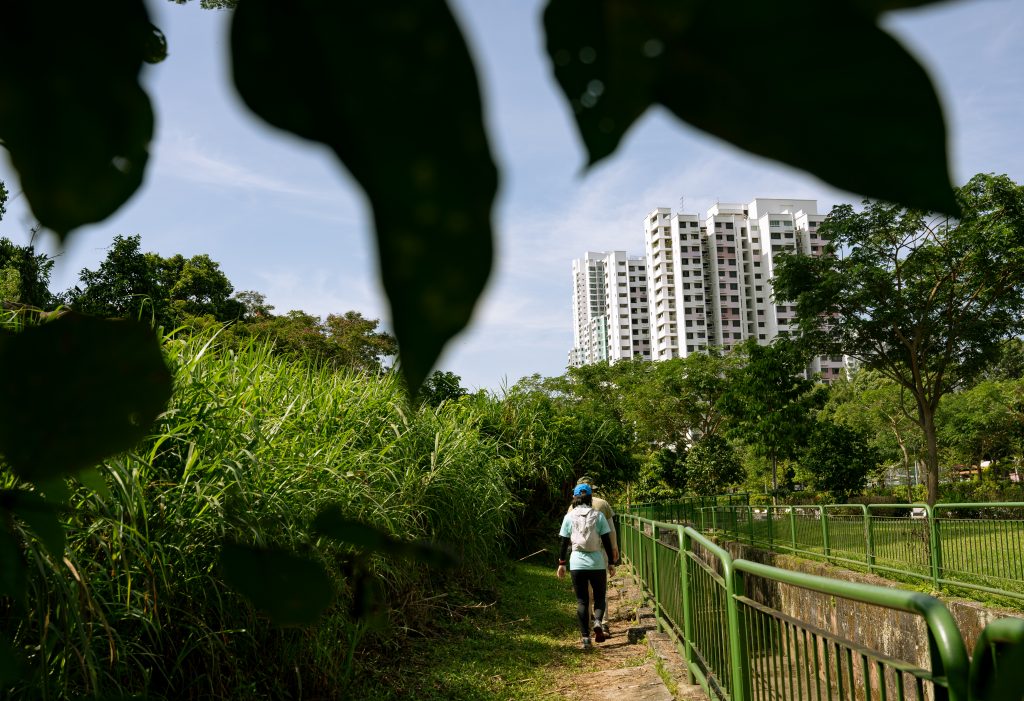 Rice_Media_Dover_Forest_010