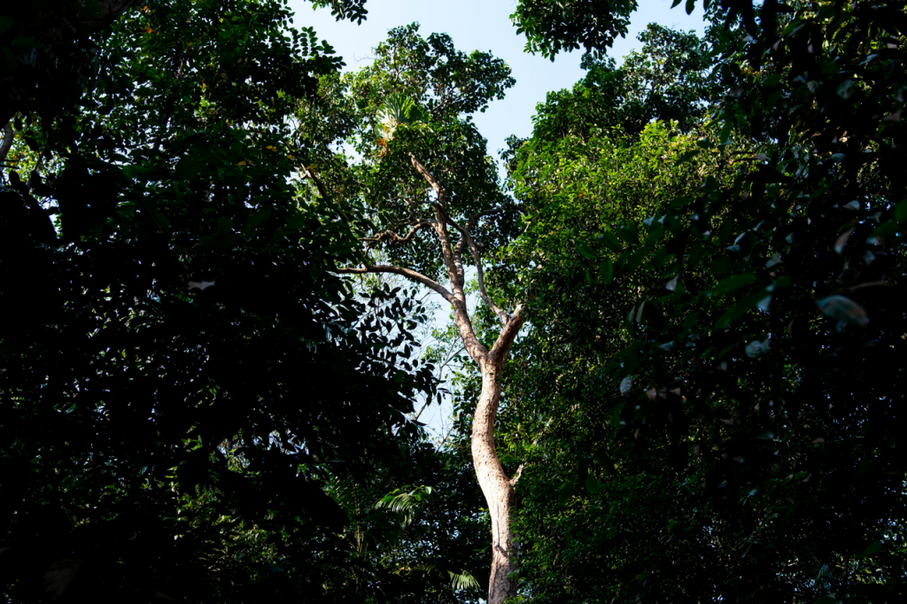 Rice Media_Singapore_Lower Peirce Golf Course_7